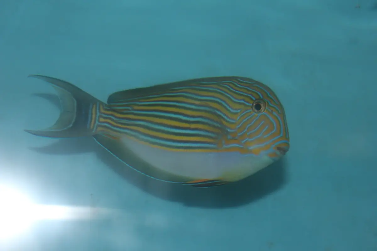 Clown Tang 6-7” 1