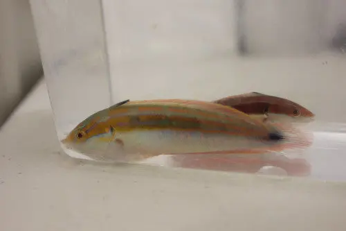 Spot Tail Coris Wrasse (5-6") | Coris Caudimacula 1