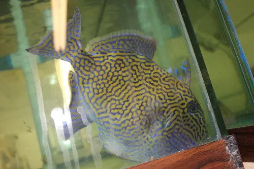 Blue Line (Fuscus) Triggerfish-Kenya (12") 1