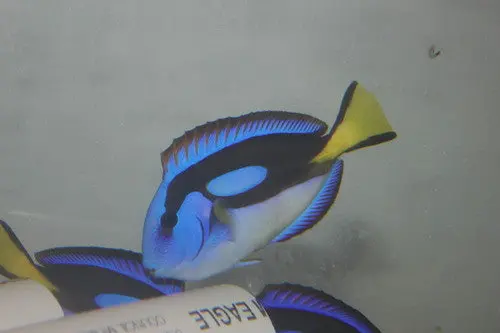Blue Hippo Tang-Yellow Belly (6") 1