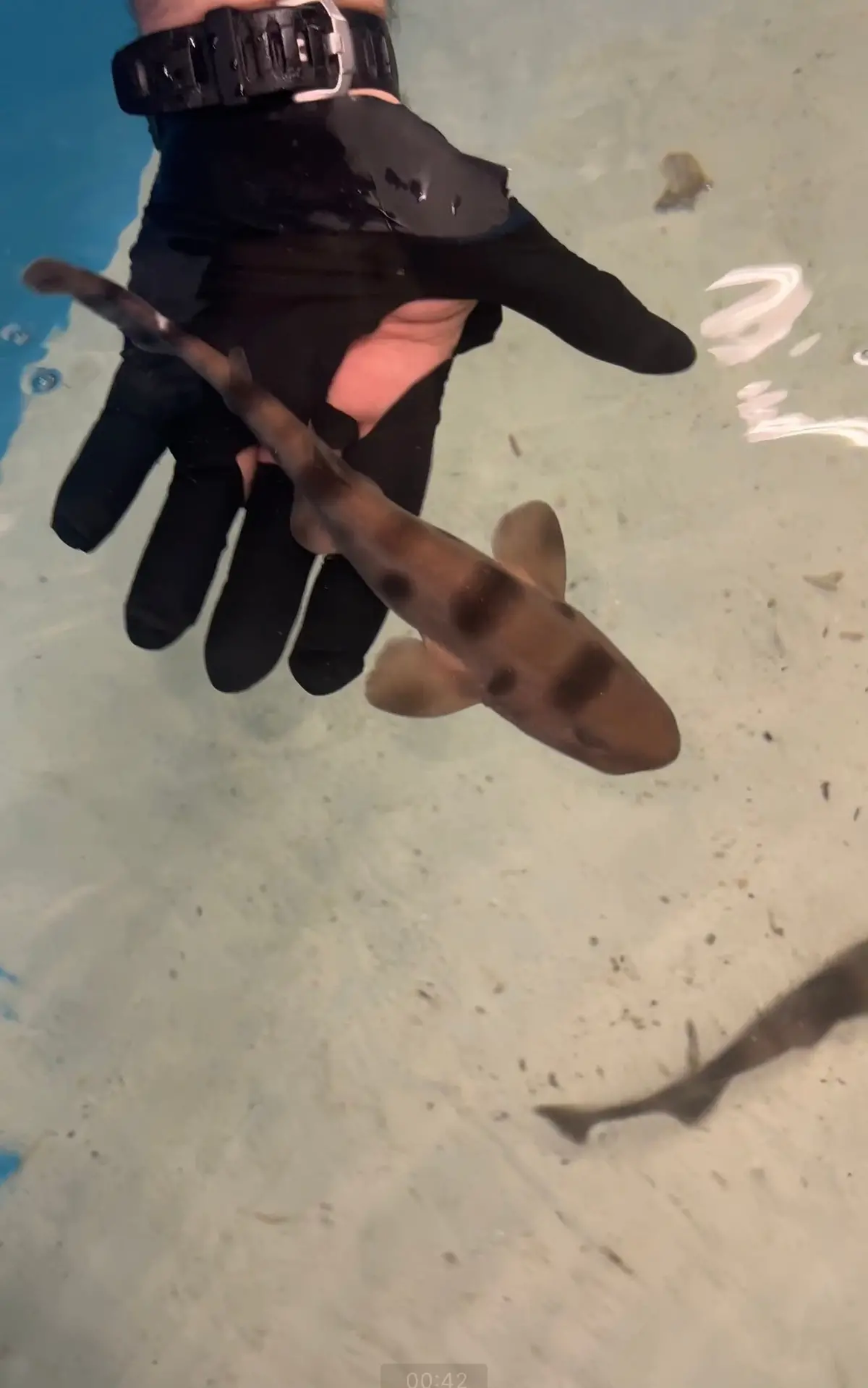 Sarawak Pygmy Swell Shark | Cephaloscyllium Sarawakensis (16") 1