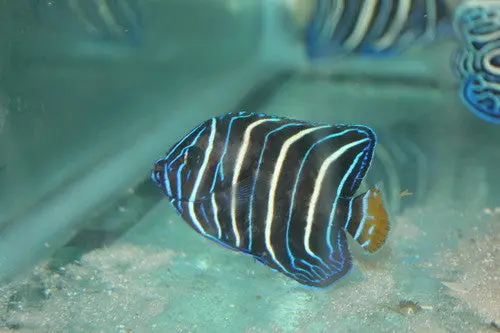 Chrysurus Angel | Pomacanthus Chrysurus (5-6") 1