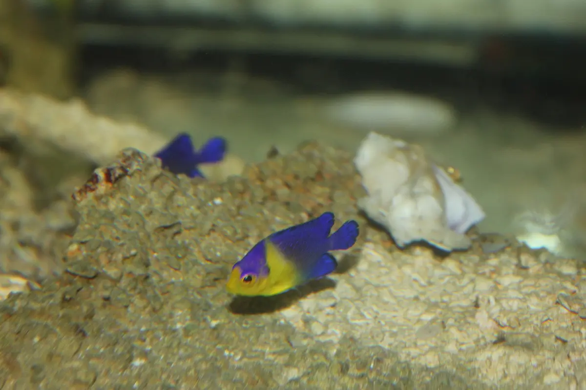 Venustus Angel-1" Cb 1