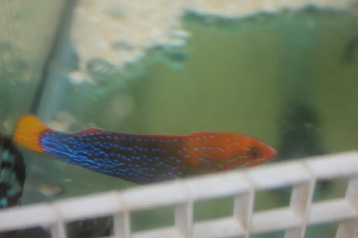 Yellowtail Coris Wrasse-Adult 5-6" 1