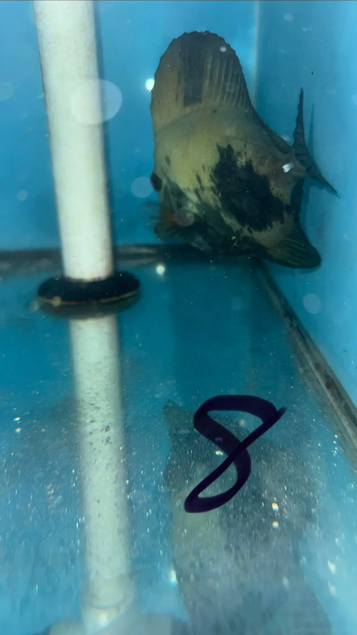 Blue Face Koi Scopas Tang Wysiwyg #8 (5”) 1