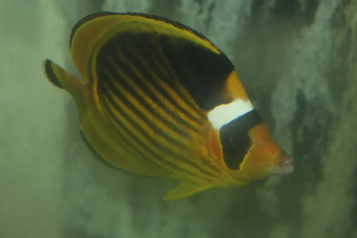 Red Sea Raccoon Butterfly (Chaetodon Fasciatus)-5" 1