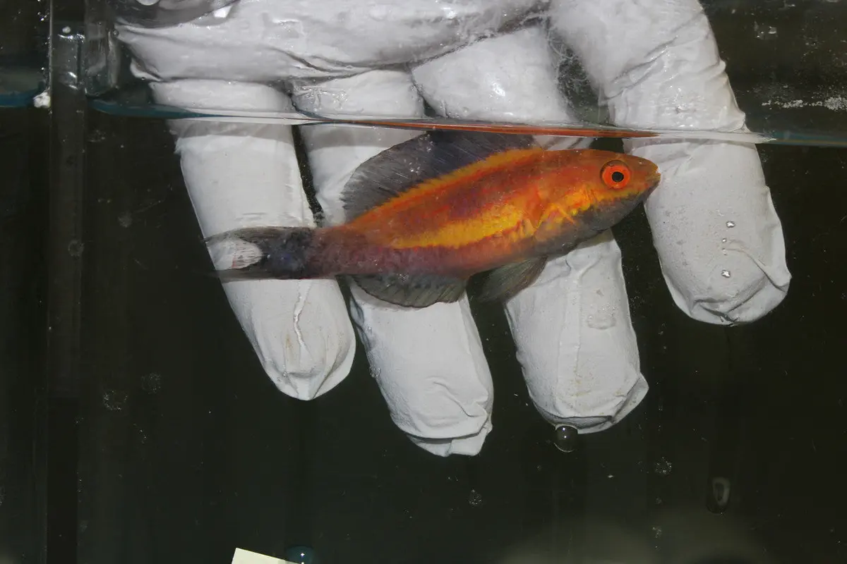 Crescent Tail (Lunate) Fairy Wrasse | Cirrhilabrus Lunatus 1