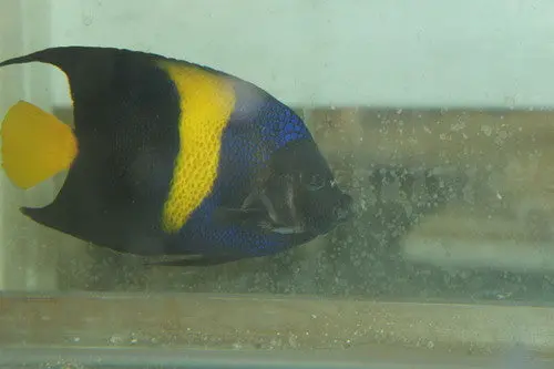 Asfur Angel (Red Sea) 6-7" 1