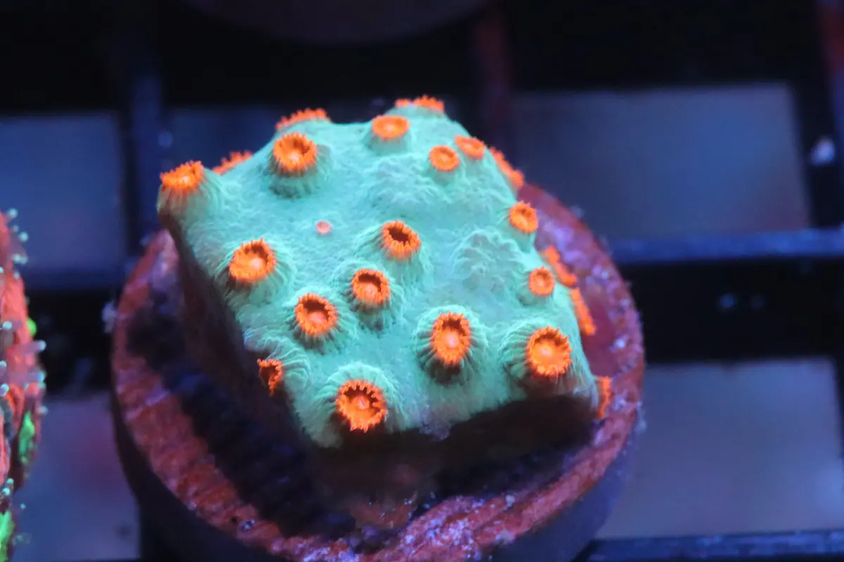 Cephastria Encruster (90) 1