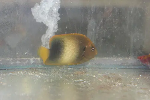 Africanus Angelfish (2" Juv) 1
