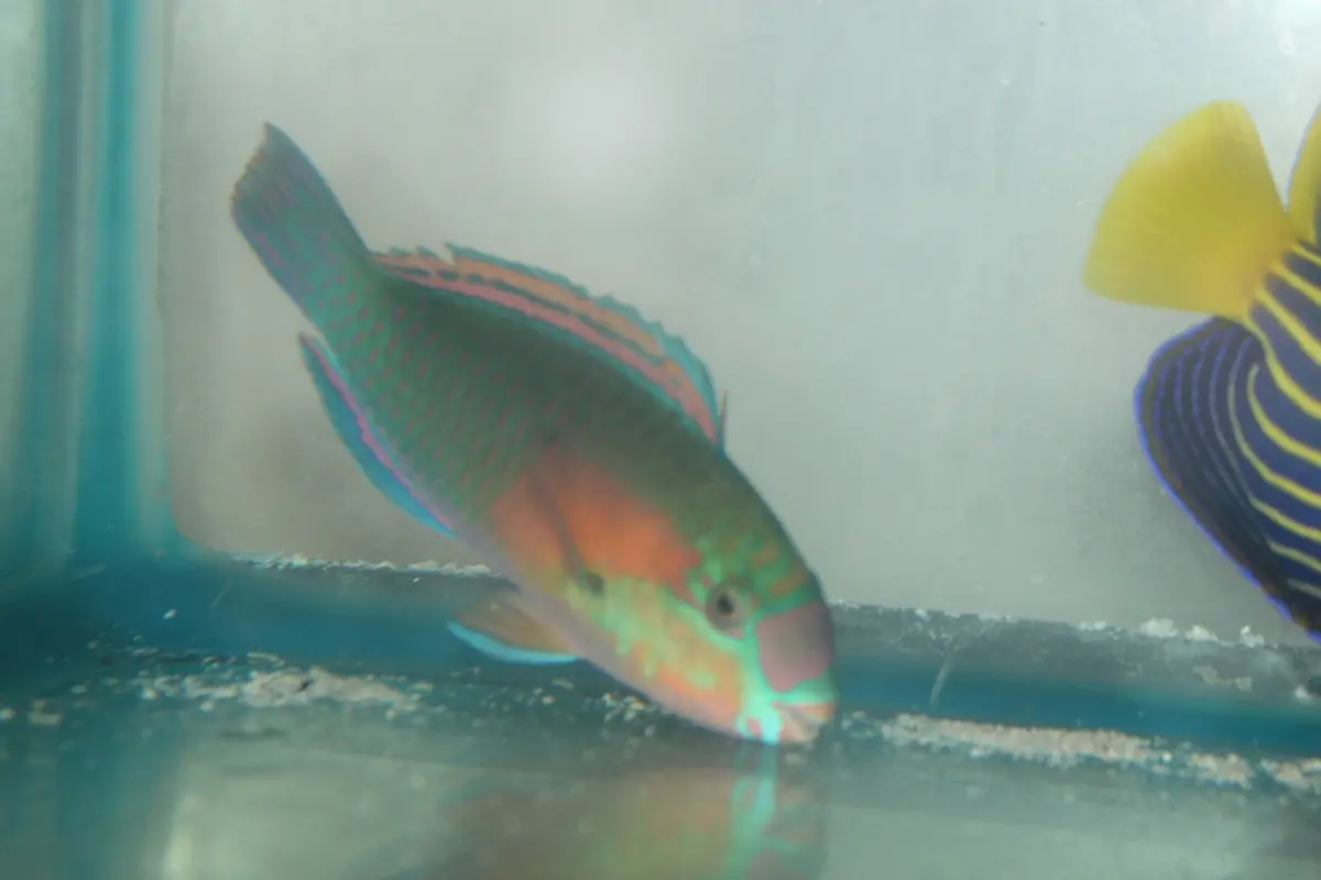 Green Parrotfish Male (6-7") 1