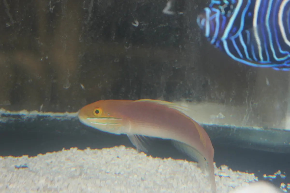 Japanese Bella Goby | Valenciennea Bella 1