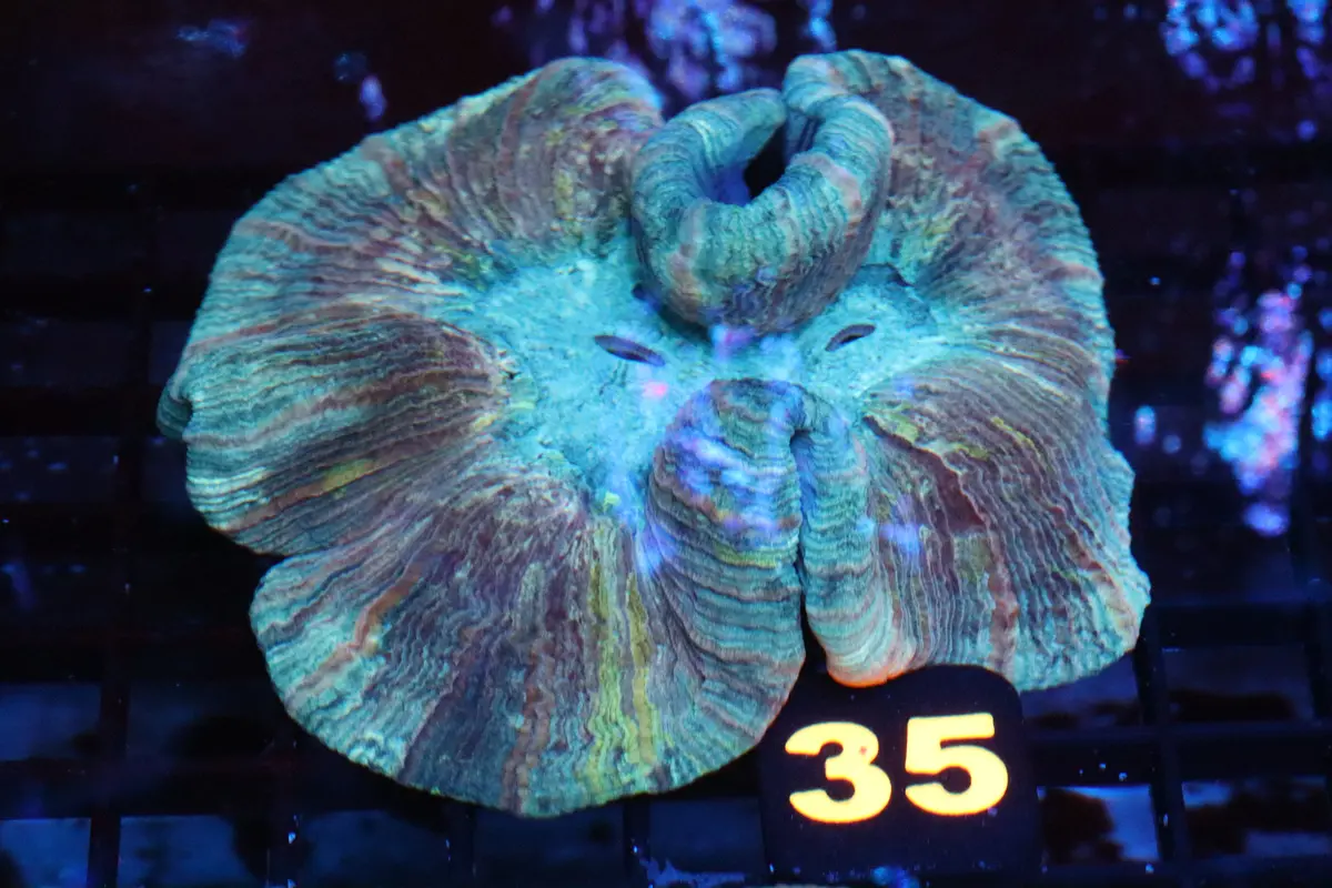 Electric Stripe Trachy #35 1
