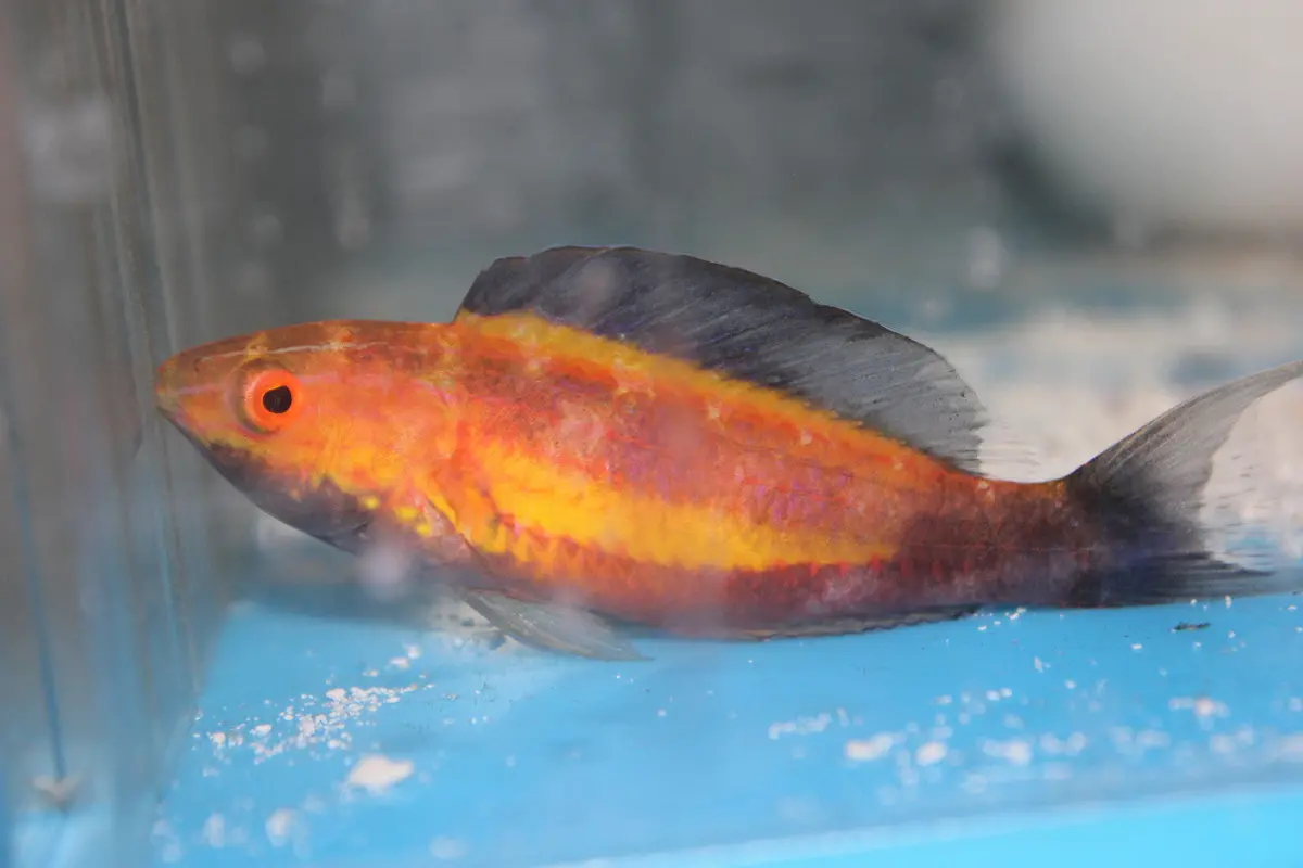 Crescent Tail (Lunate) Fairy Wrasse | Cirrhilabrus Lunatus 2