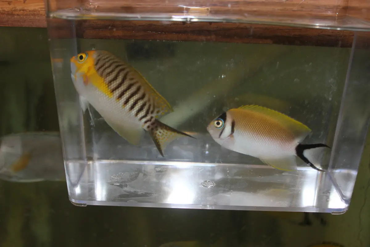 Masked Swallowtail Angel-Trio (1M And 2F) 1