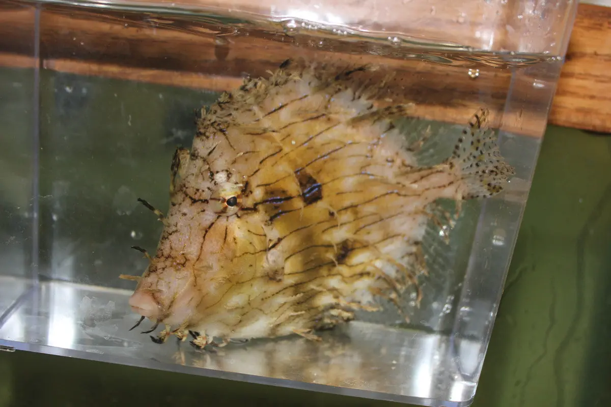 Prickly Filefish | Chaetodermis Penicilligerus (4") 1