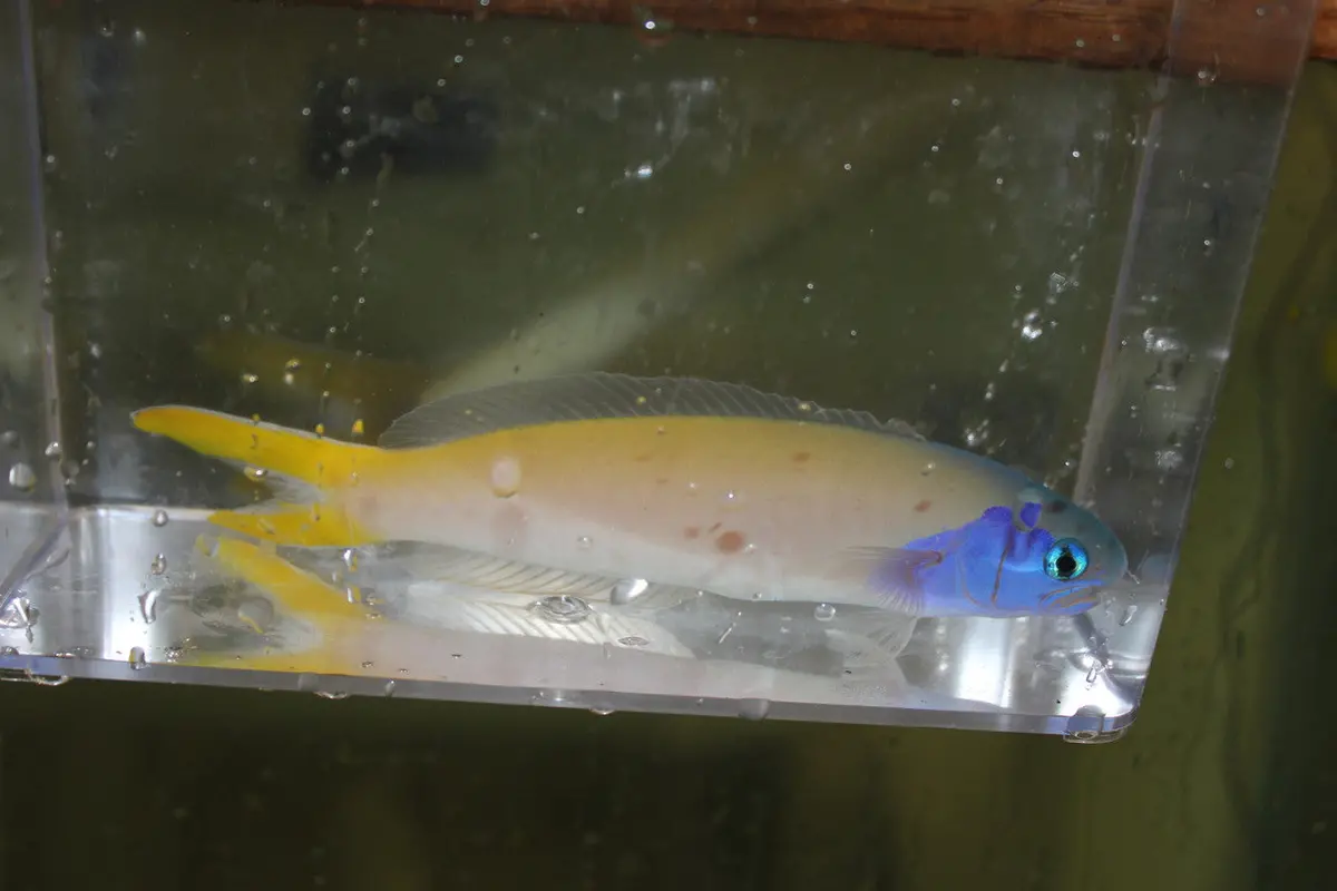Bluehead Tilefish 1