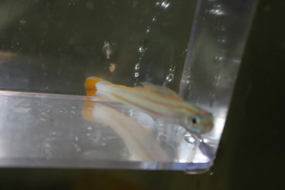 Lined Dartfish (Ptereleotris Grammica) - 3" 1