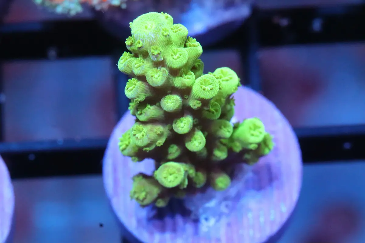 Toxic Green Acropora (23) 1