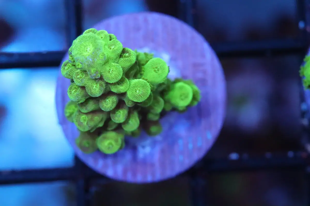 Toxic Green Acropora (23) 2