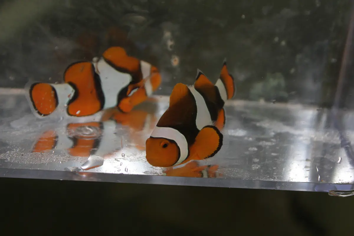 True Percula Clownfish-Bay Area 1