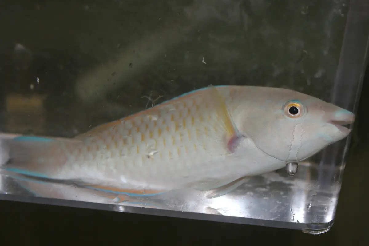 Red Lip Parrot | Scarus Rubroviolaceus (5-6") 1