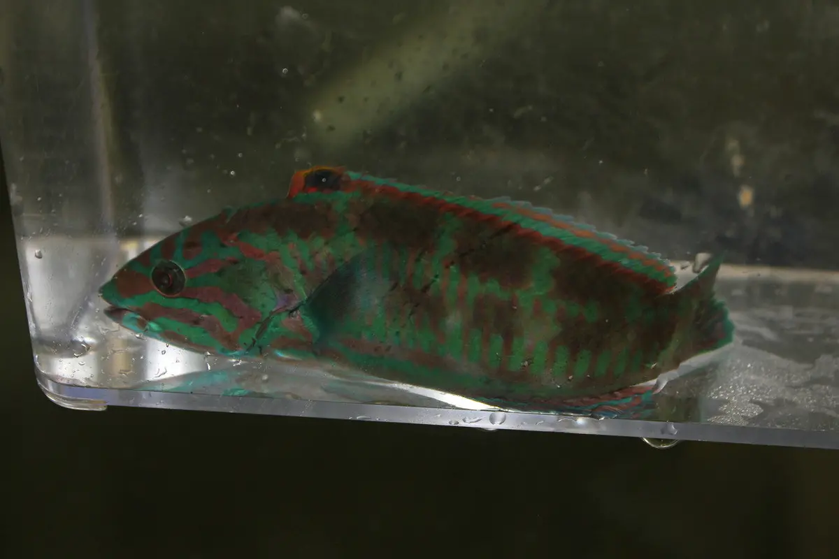 Surge Wrasse-4" Male 1