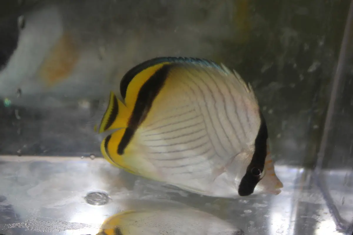 Vagabond Butterflyfish (Chaetodon Vagabundus)-Tonga 4" 1
