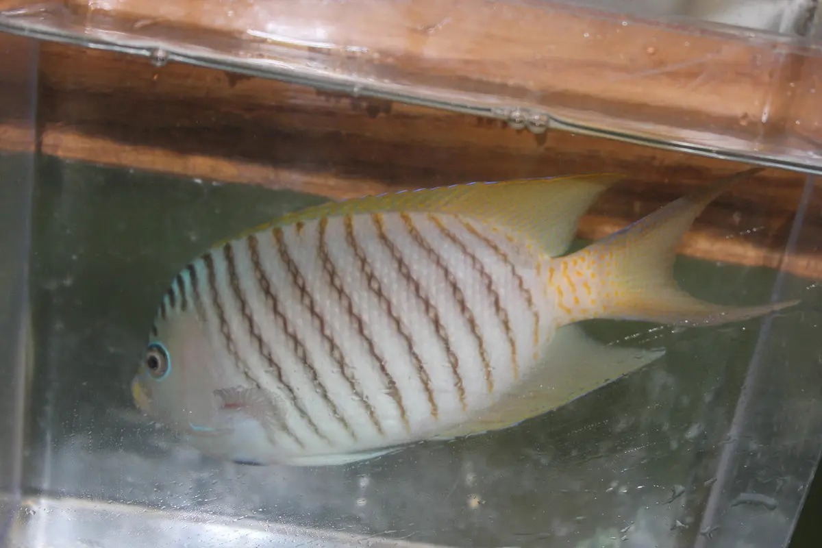 Zebra Swallowtail Angelfish (Male)-4-5” 1