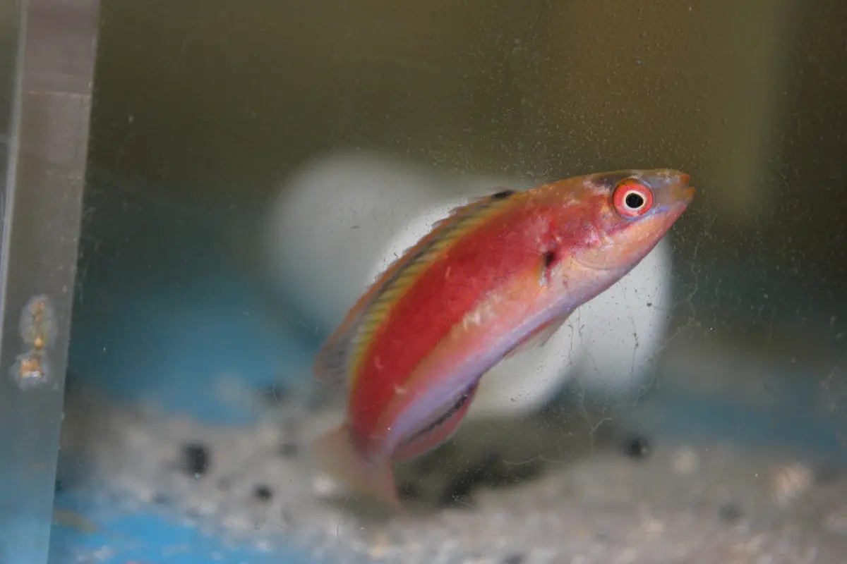 Katherine's Fairy Wrasse-Female 1