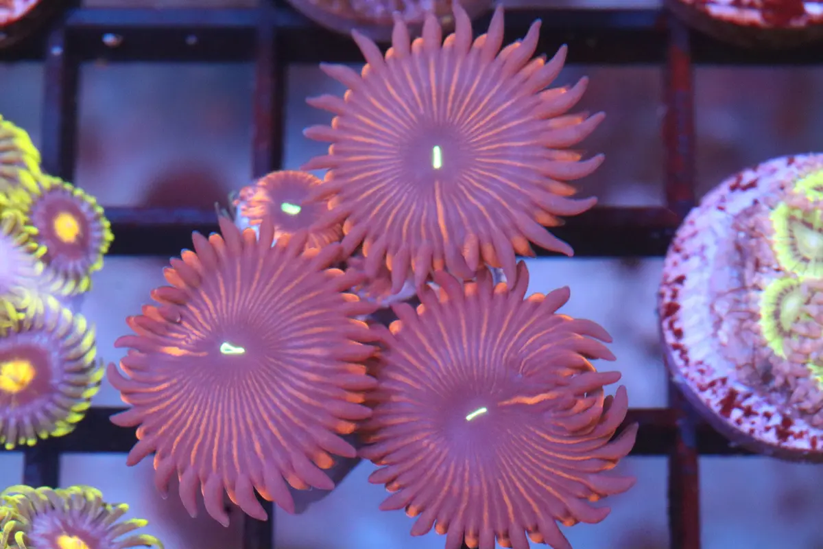 Purple People Eater Zoa (A77) 1