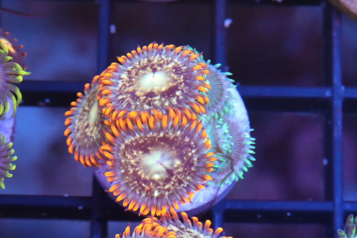 Orange Splatter W/ Green Zoa Mix (A72) 1
