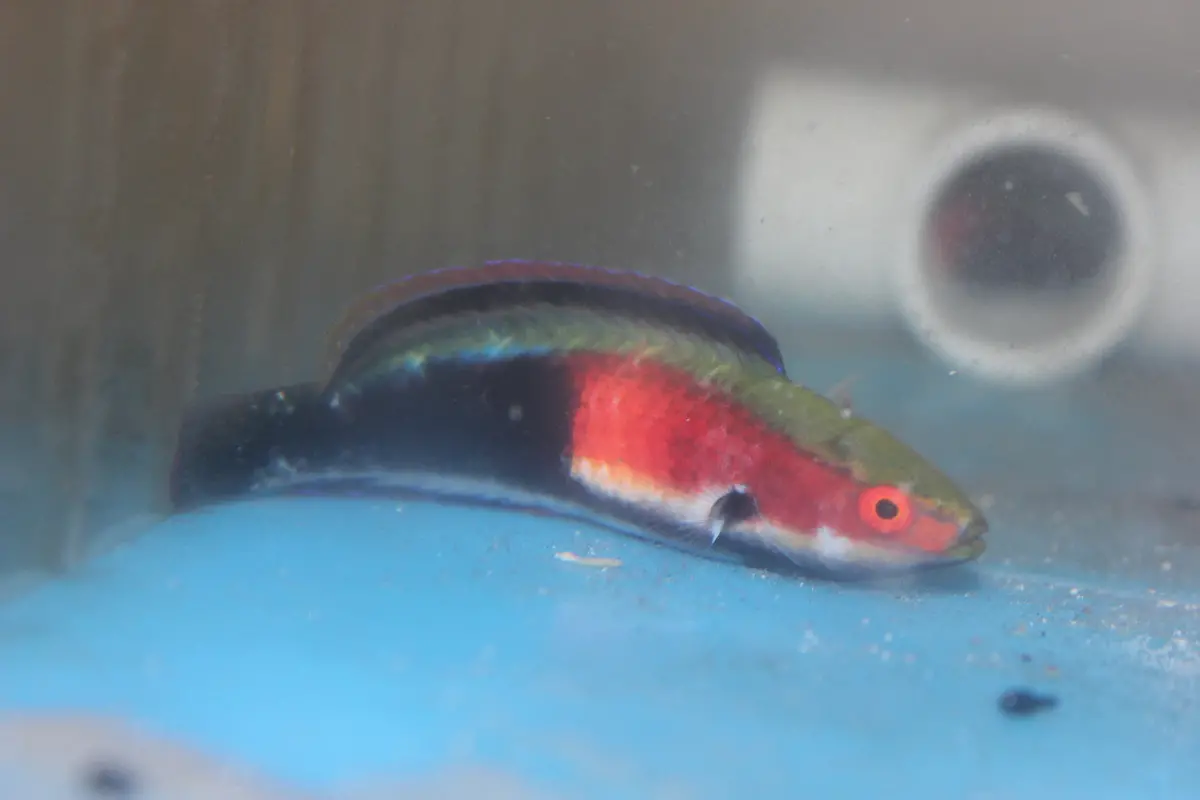 Katherine's Fairy Wrasse-Male 1
