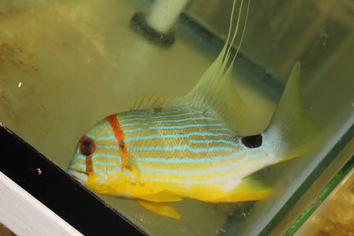 Blue And Gold (Hi-Fin) Snapper 7" 1