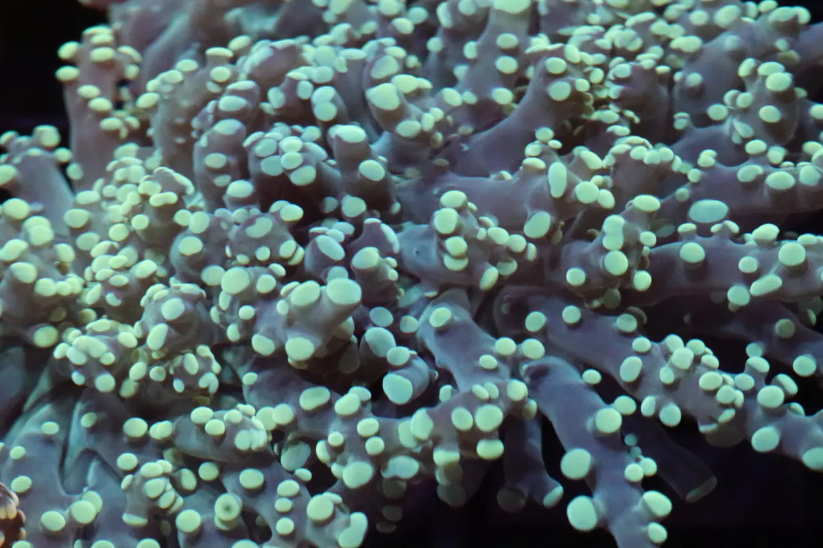 Neon Green Frogspawn (A166) 1