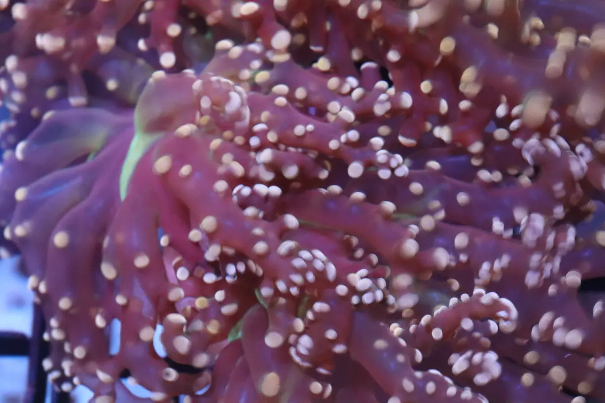 Pink Frogspawn (A46) 1