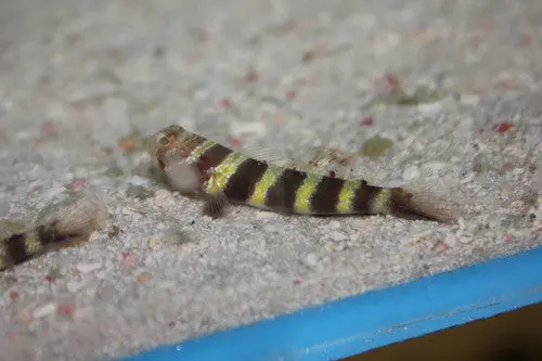 Banded (Bullet) Goby-Tiny (1-2") 1