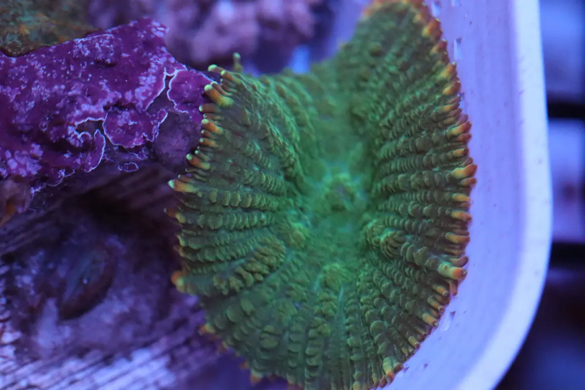 Sour Apple Rhodactis Mushroom (A111) 1