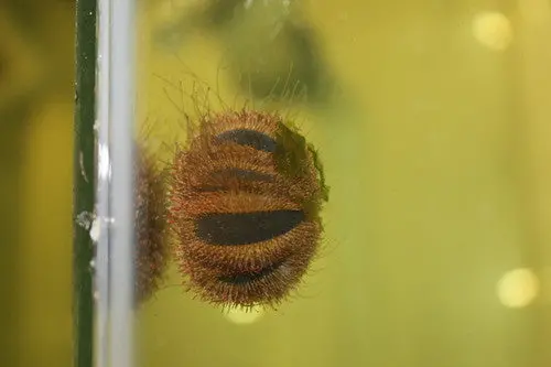 Tuxedo (Globe) Urchin 1