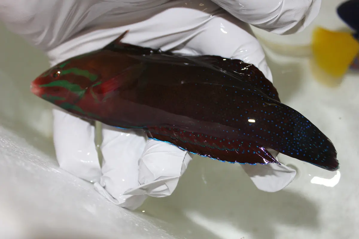 Red Sea Cuvier's Coris Wrasse (4-5") 1