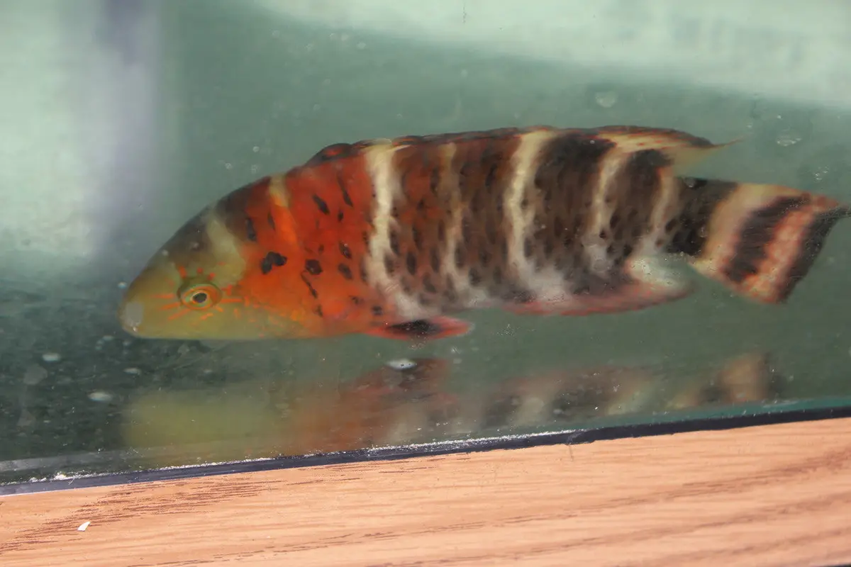 Red Sea Red Breasted Wrasse(3-4") 1