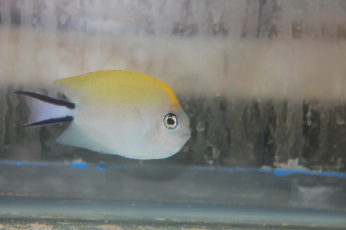 Swallowtail Angelfish (Female) 1
