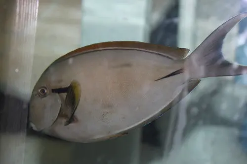 Black Shoulder Tang-8-9” 1