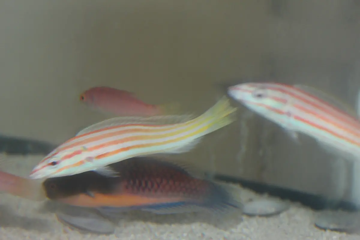 Cigar Wrasse (3-4") | Hologymnosus Rhodonotus 1