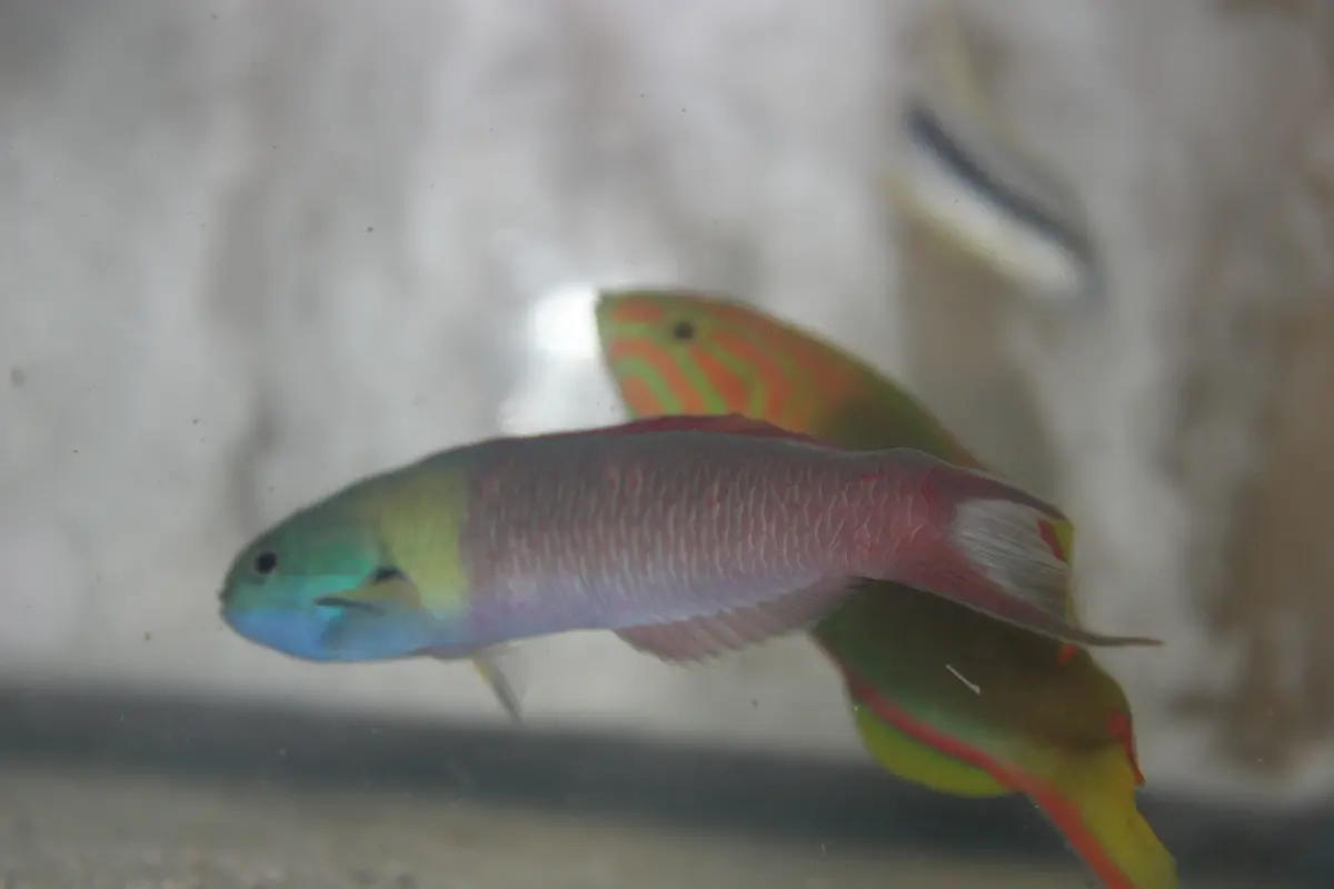 Cortez Rainbow Wrasse (Thalassoma Lucasanum) 6" Male 1