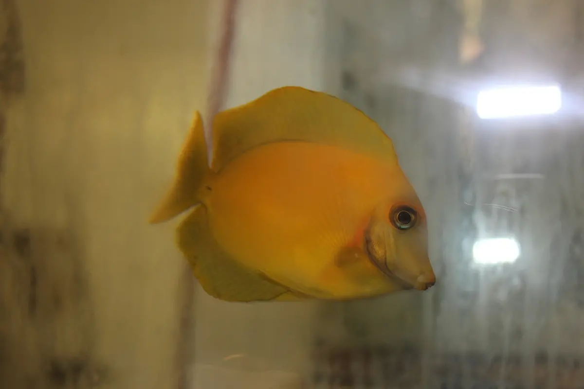 Chocolate Tang (2-3") 1