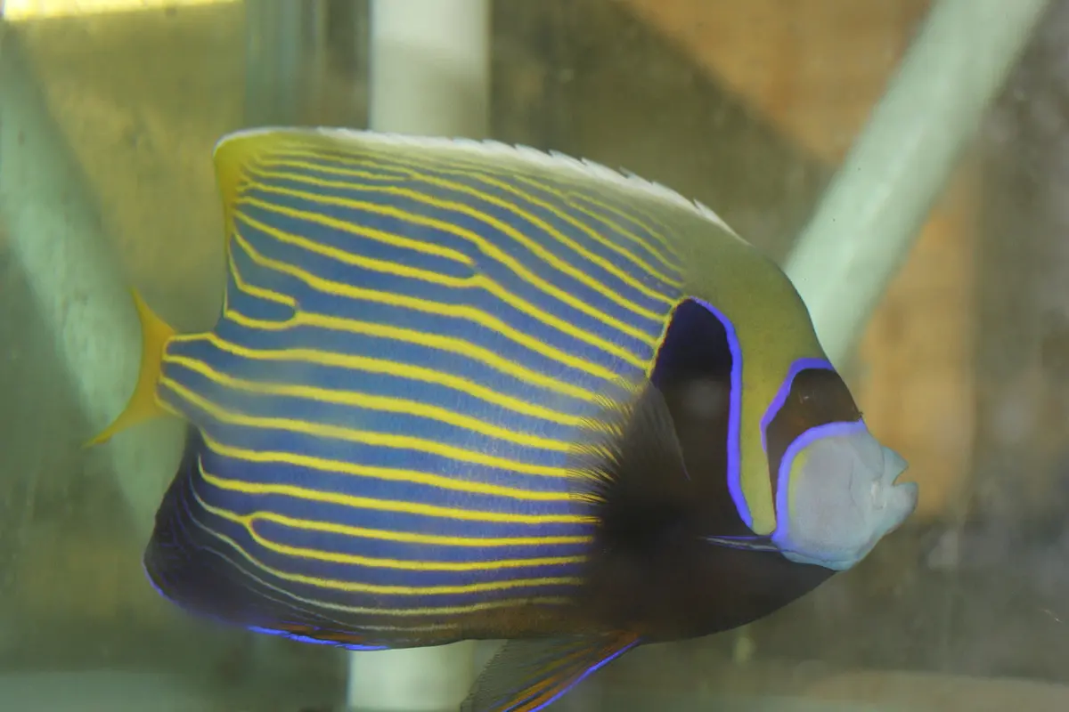 Imperator Angelfish Xl (6-7”) 1