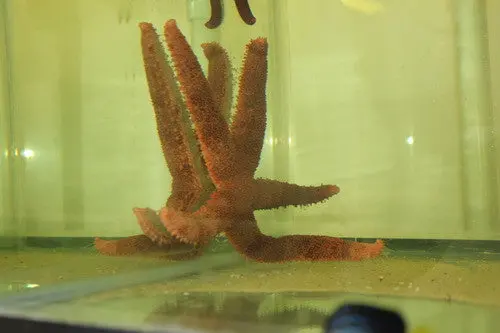 Fisher's Starfish 1