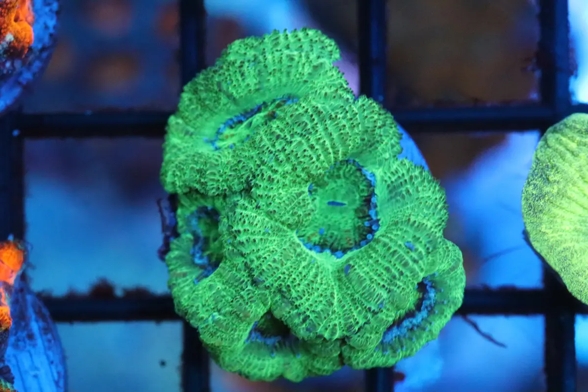 Kryptonite Micromussa (A49) 1