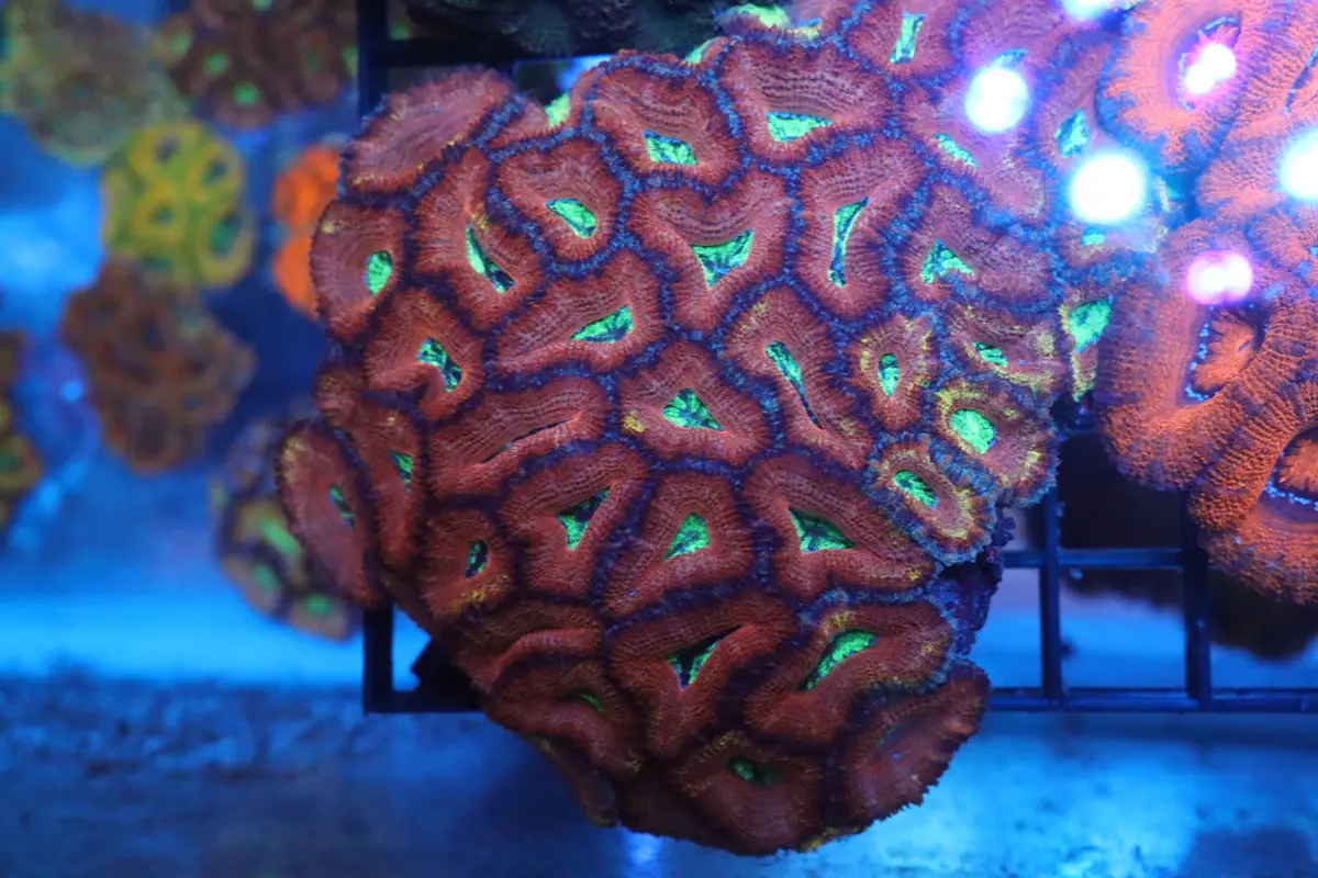 Micromussa Lord Colony (B) 1